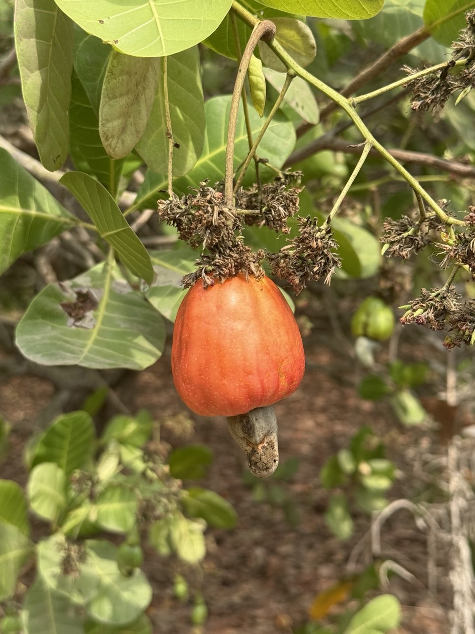 Ripe cashew fruit growing in an AGM orchard