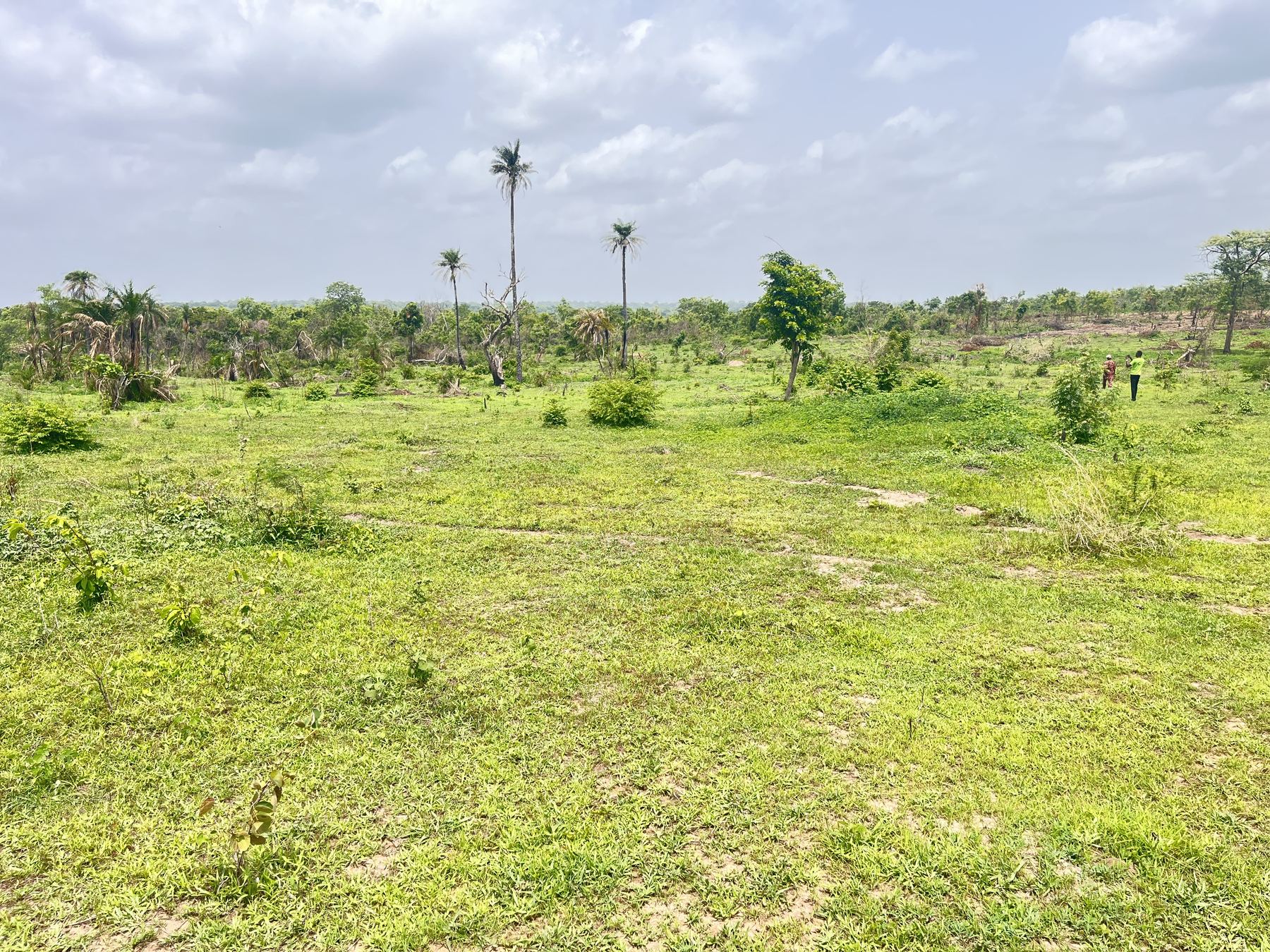 AGM cashew farmland project site in Oyo State