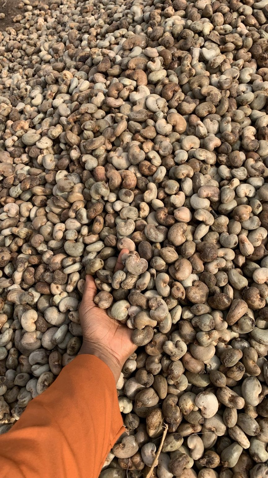 A hand inspecting raw cashew nuts during AGM procurement