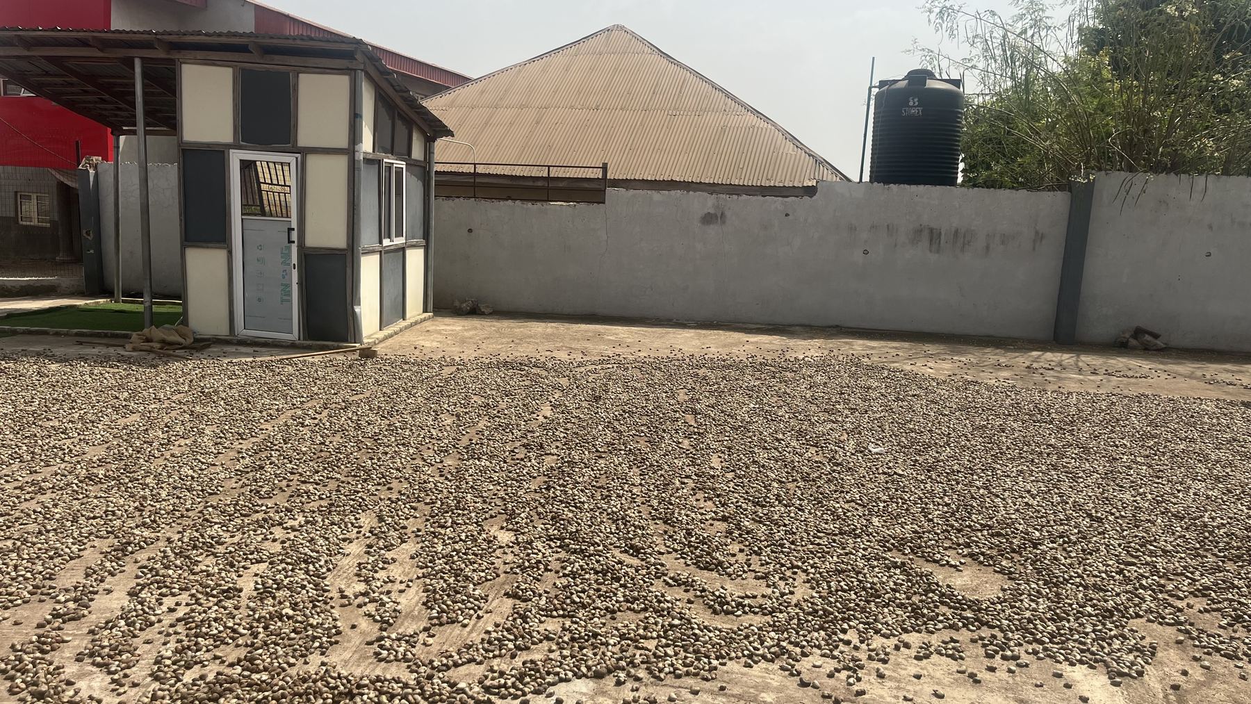 Raw cashew nuts drying at AGM's facility